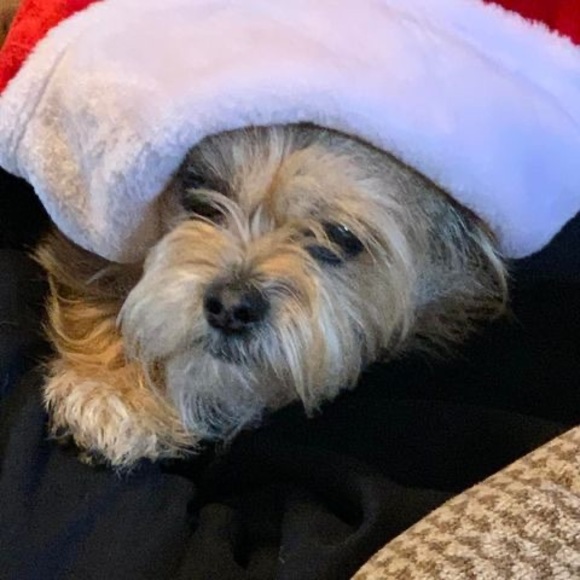 Meet your Posher, Marcie - Picture 1 of 1